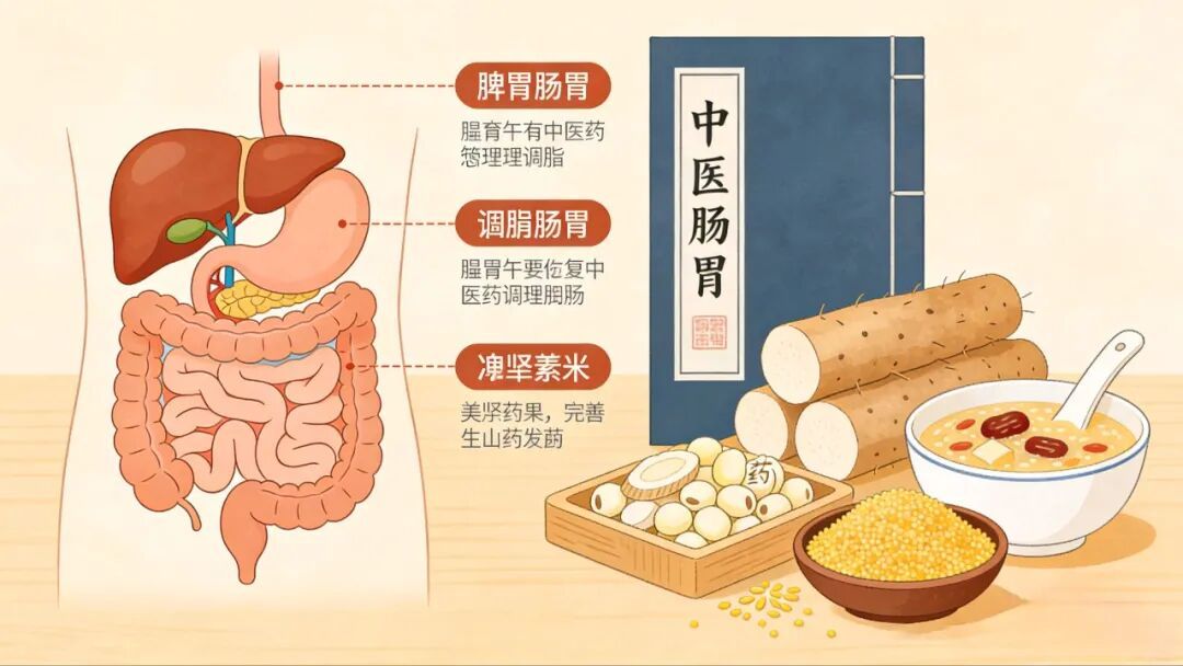 探索肝胆脾胃的神秘世界：中医视角下的健康之道 